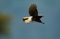 Belorit saharsky - Oenanthe leucopyga - White-crowned wheatear 1402